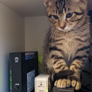 脚長ﾏﾝﾁｶﾝの男の子(3ヶ月)虎柄