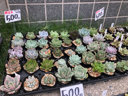 多肉植物　無料でつけるおまけです。 多肉植物 無料でつけるおまけです。 多肉植物寄せ植えセット