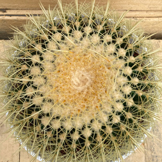 サボテン 金鯱 キンシャチ 11号