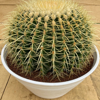 サボテン 金鯱 キンシャチ 11号