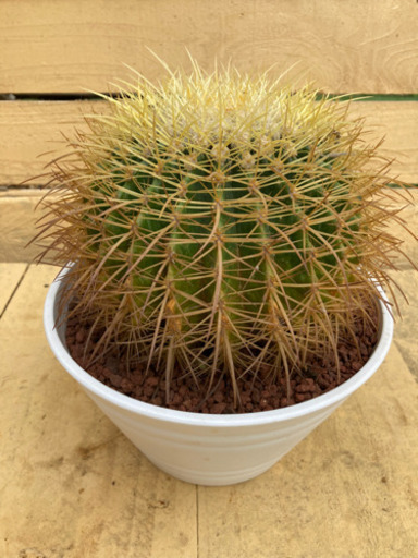 サボテン　金鯱　キンシャチ　7号