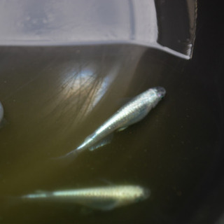 高級めだか詰め合わせの画像