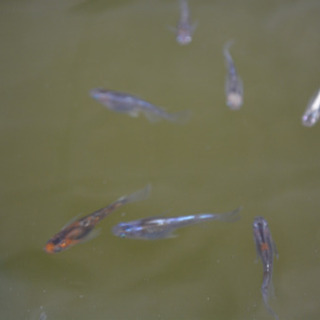 高級めだか詰め合わせの画像