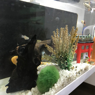 グッピー 水槽 エアポンプ ヒーター全てセットですの画像