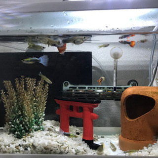 グッピー 水槽 エアポンプ ヒーター全てセットですの画像