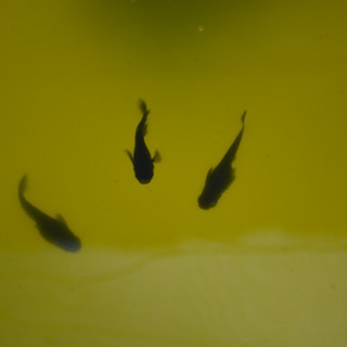 【11日まで】メダカ卵の画像