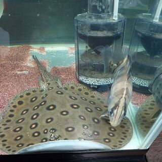 熱帯魚