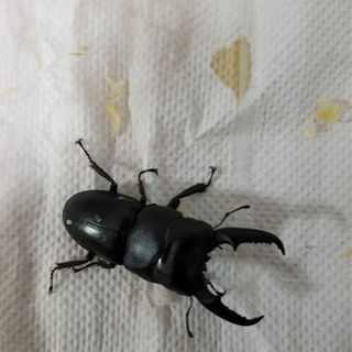 天然採集個体（クワガタ各種）400円〜