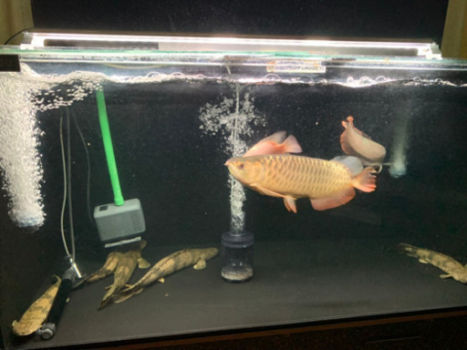 1200カンテツ4面ブラック水槽フルセット！