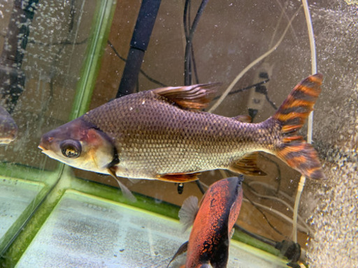 カラープロキロダス　カラプロ　大