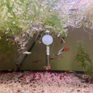 グッピーMIX増えすぎたので、子供達に無料提供したい