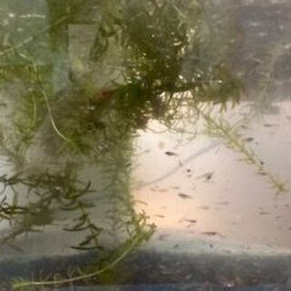 グッピーMIX増えすぎたので、子供達に無料提供したいの画像