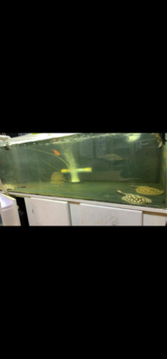150センチ水槽　1500 600 450 フルセット