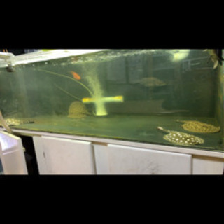 150センチ水槽　1500 600 450 フルセット