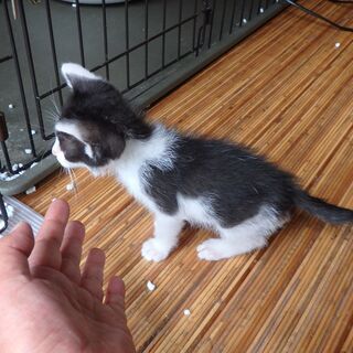 里親さん探してます。