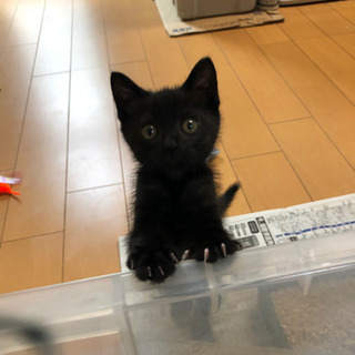 めちゃ可愛！元気な子です！