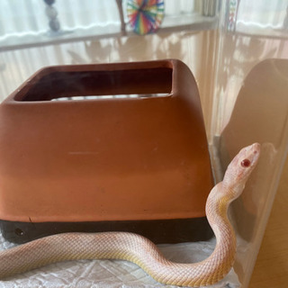 家庭で飼えるヘビ　コーンスネーク(白)