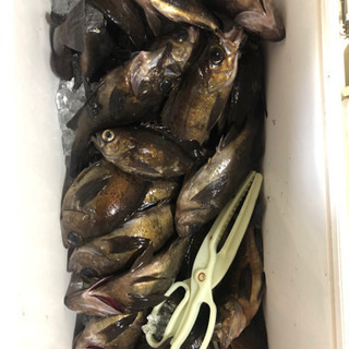 釣り友募集します。 − 愛知県