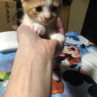 ２匹の子猫