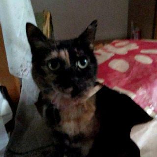 猫を探しています！