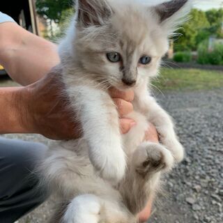 【1】おっとり性格の上品な毛並みの子猫さん【里親候補様決定】