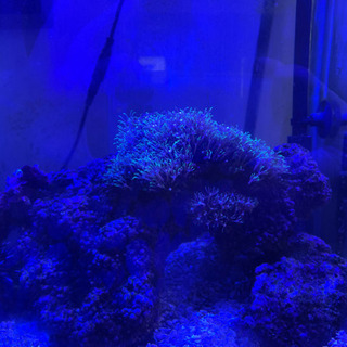 海水魚水槽一式（生態含む）の画像