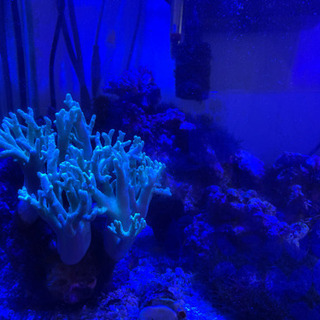 海水魚水槽一式（生態含む）の画像