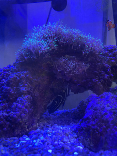 海水魚水槽一式（生態含む）