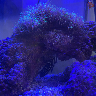 海水魚水槽一式（生態含む）の画像
