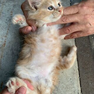 【3】元気いっぱいの上品な毛並みの子猫さん【里親候補様あり】 - 里親募集