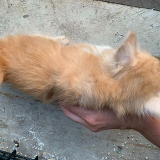 【3】元気いっぱいの上品な毛並みの子猫さん【里親候補様あり】 - 猫