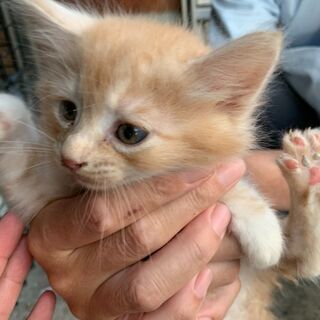 【3】元気いっぱいの上品な毛並みの子猫さん【里親候補様あり】 - 弘前市