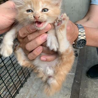 【3】元気いっぱいの上品な毛並みの子猫さん【里親候補様あり】