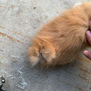 【3】元気いっぱいの上品な毛並みの子猫さん【里親候補様あり】 − 青森県