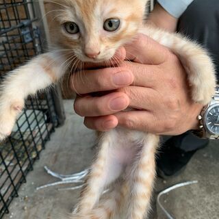 【4】元気いっぱいの華奢な茶トラ子猫さん【★里親候補様あり】