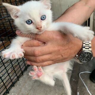 【5】優しい性格の真っ白な子猫さん【里親候補様あり】