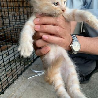 【6】怖がりですがおっとり性格の上品な毛並みの子猫さん【里親候補...