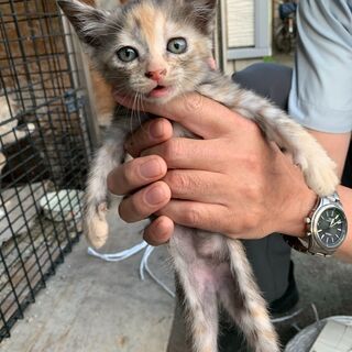 【7】独特の毛色の瞳がきれいなわんぱく子猫さん