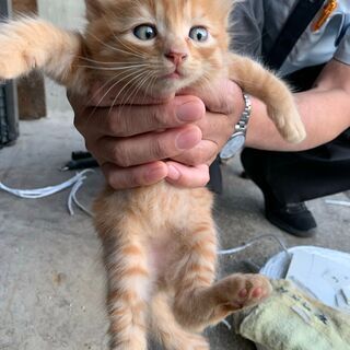 【8】優しい性格の上品な毛並みの子猫さん【里親候補様あり】