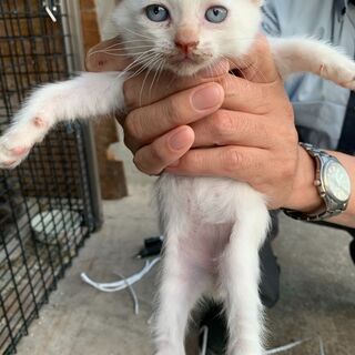 【10】わんぱくできれいな白い毛色の子猫さん【里親候補様決定】