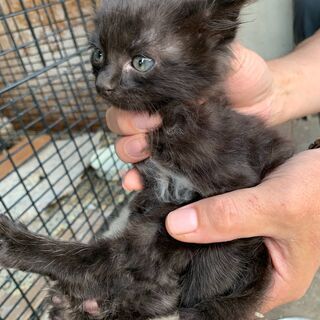【2】やさしい性格の子熊のようなふわふわの子猫さん【里親候補様あり】 - 弘前市
