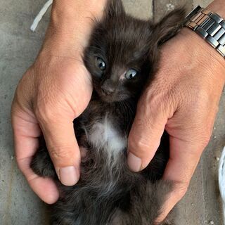 【2】やさしい性格の子熊のようなふわふわの子猫さん【里親候補様あり】 - 里親募集