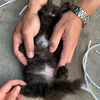 【2】やさしい性格の子熊のようなふわふわの子猫さん【里親候補様あり】 − 青森県
