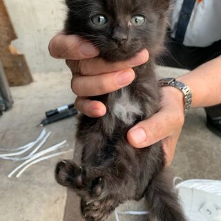 【2】やさしい性格の子熊のようなふわふわの子猫さん【里親候補様あり】の画像