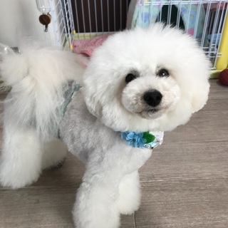 千葉市中央区でわんちゃんのトリミングサロン★初回20%OFF‼︎の画像