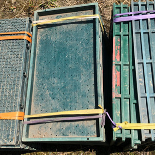 (全てお取引完了しました)苗箱　無料で差し上げます　伊勢市　約750枚　三重県　育苗箱　農業　お米作り　田植えの画像