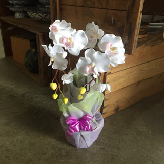 ▼△未使用品！！光触媒 胡蝶蘭 △▼ 徐臭 抗菌 防汚