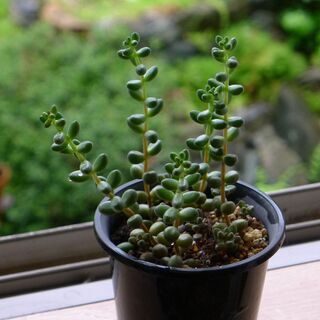 多肉植物で「玉葉（たまば）」と申します。