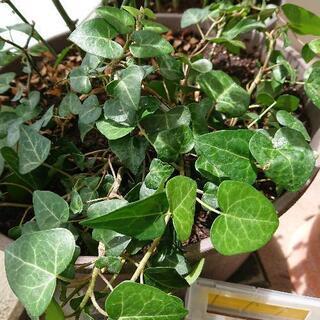 観葉植物 ヘデラ サーク カット苗