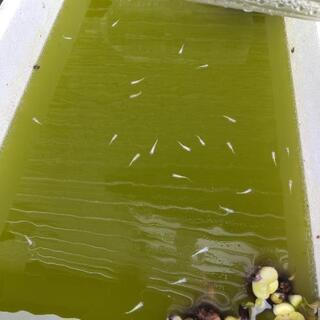 白幹之メダカ若魚(3匹)の画像